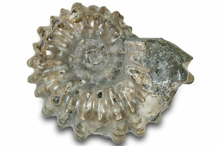 Bumpy Ammonite (Douvilleiceras) Fossil - Madagascar #308919